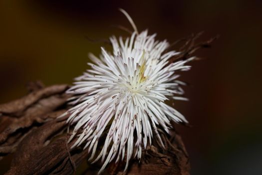 White flower blossoming close up botanical background clematis viticella family ranunculaceae big size high quality prints