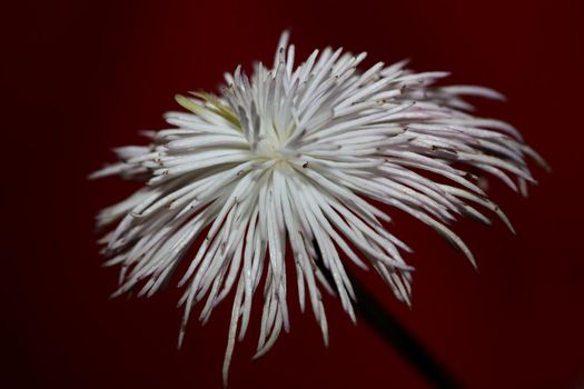 White flower blossoming close up botanical background clematis viticella family ranunculaceae big size high quality prints