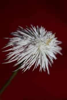 White flower blossoming close up botanical background clematis viticella family ranunculaceae big size high quality prints