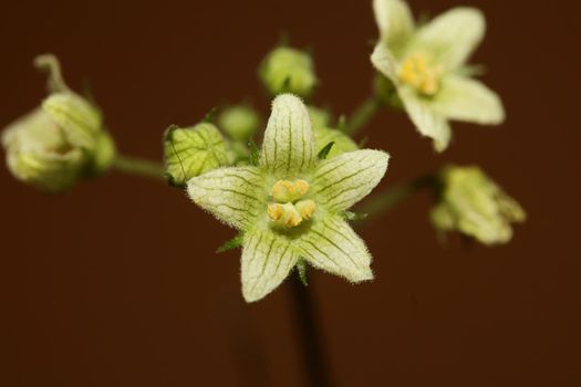 Yellow star flower blossoming close up botanical background Bryonia alba family cucurbitaceae big size high quality print