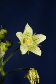 Yellow star flower blossoming close up botanical background Bryonia alba family cucurbitaceae big size high quality print