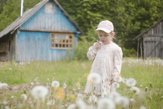 Little girl in a field of flowers, blowing the fluffy seeds off a dandelion seedhead clock.