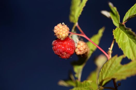 Wild red berry fruit close up modern botanical background rubus occidentalis family rosaceae high quality big size eating print