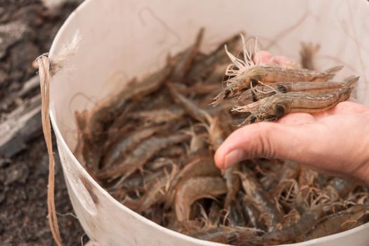 Hand showing freshly caught farmed shrimp in Chinandega Nicaragua