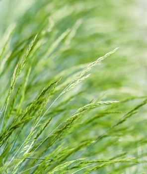 Decorative grass Blue Fescue. Festuca glauca spikelets. Natural background.