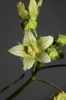 Yellow star flower blossoming close up botanical background Bryonia alba family cucurbitaceae big size high quality print