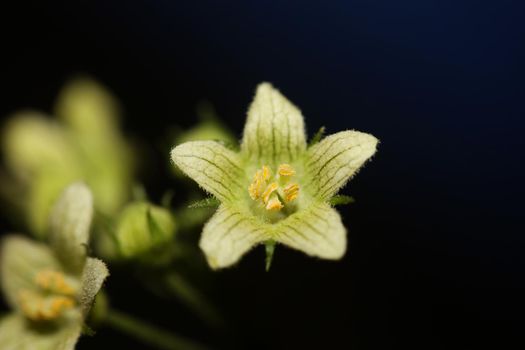 Yellow star flower blossoming close up botanical background Bryonia alba family cucurbitaceae big size high quality print