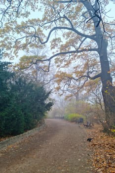Autumn foggy morning in the park. The onset of cold weather