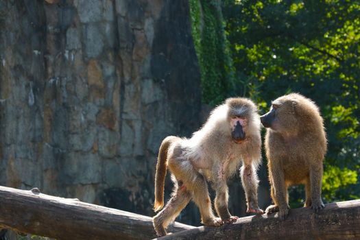 Close-up of two monkeys in the animal park. Baboons are a genus of primates from the monkey family. Animal disease. Global spread of the monkey virus among humans