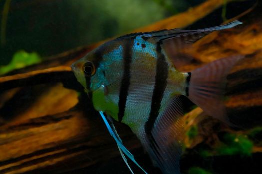 Close-up on a swimming fish - Striped damselfish