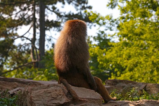 A baboon sits on a rock in the park