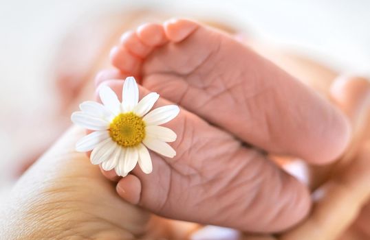 Newborn baby feet with chamomile. Selective focus. people.