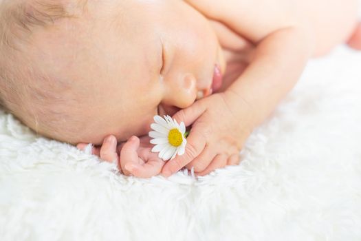 Newborn baby sleeps with chamomile. Selective focus. people.