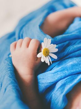 Newborn baby is holding a chamomile flower. Selective focus. people.