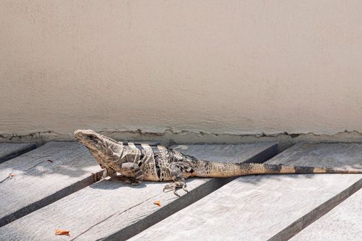 An iguana on a wooden floor, Isla Contoy, Mexico