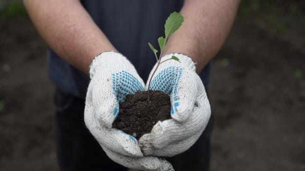 A man holds in his hands a green plant with earth. A man hands a seedling of cabbage into the camera. 4k