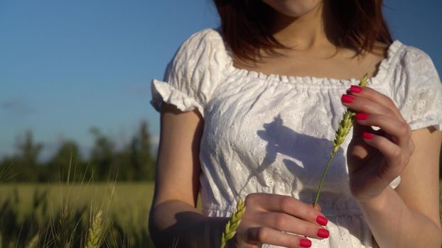 Young woman touches the spikelet in her hands closeup. A girl in a white dress stands in a green wheat field. 4k