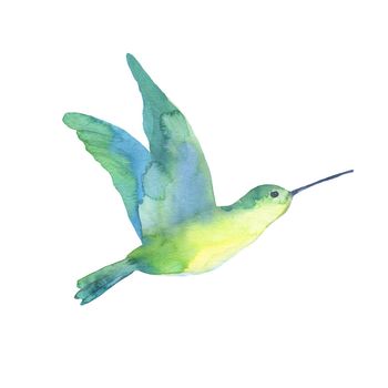 Watercolor tropical green hummingbird isolated on a white background. A sketch.