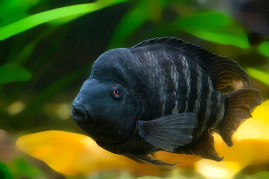 Swimming fish in the water - Black-striped cichlid