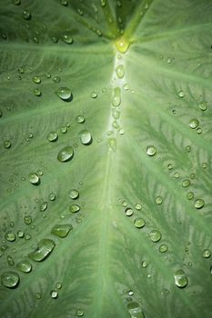 Water droplet on Yam leaf with bright light