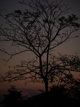 Tree silhouette at sunrise with black tree trunk