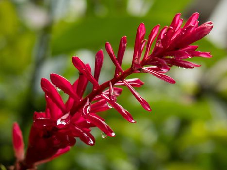 Red wild flower with green blurry background