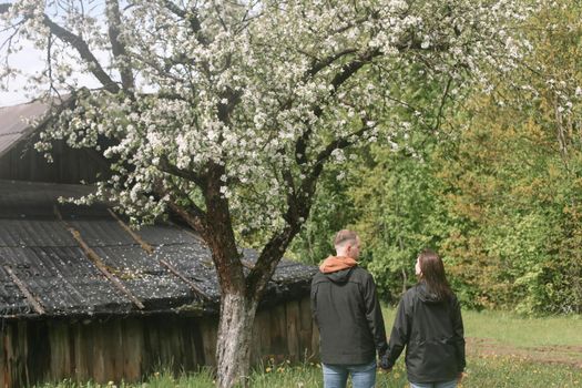 Sensual woman and man in cherry bloom. Couple in love in blossoming garden in spring. Love and romance, relationship, happy family outdoors.