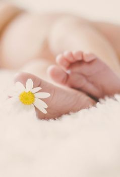 Newborn baby feet with chamomile. Selective focus. people.