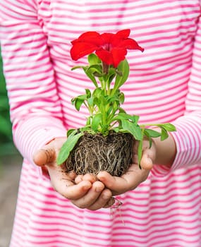 A child plants a flower garden. Selective focus. nature.