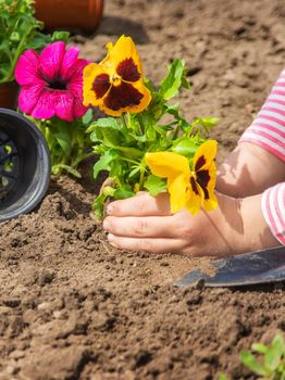 A child plants a flower garden. Selective focus. nature.