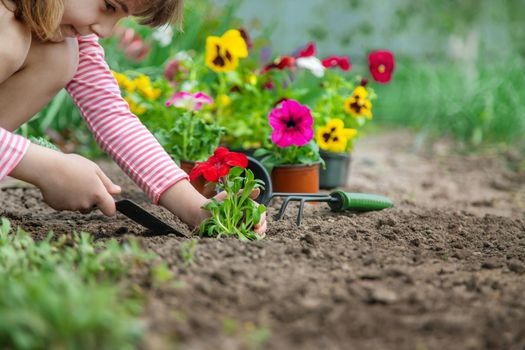 A child plants a flower garden. Selective focus. nature.