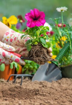 The gardener is planting a flower garden. Selective focus. nature.