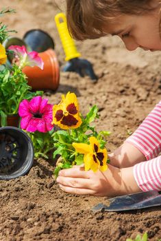 A child plants a flower garden. Selective focus.