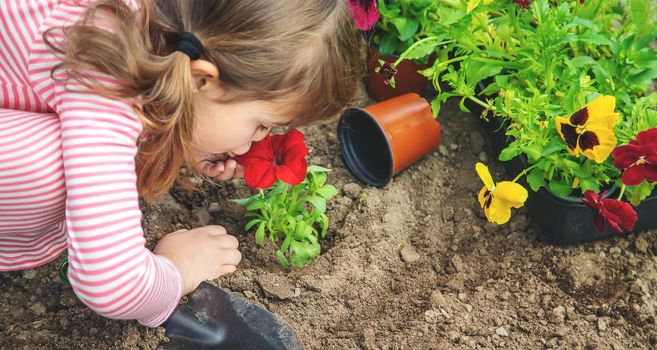 A child plants a flower garden. Selective focus. nature.