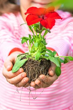 A child plants a flower garden. Selective focus. nature.