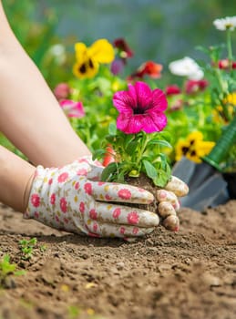 The gardener is planting a flower garden. Selective focus. nature.