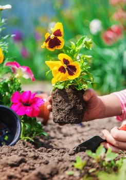 A child plants a flower garden. Selective focus. nature.