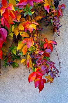 Bright colored grape leaves in the park in autumn