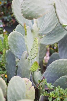 Cactus texture background. Cactus in the desert