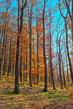 Beautiful bright autumn forest on a sunny day. The background of nature