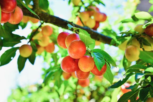Branches with not ripe yellow red cherry plum fruit growing in the garden
