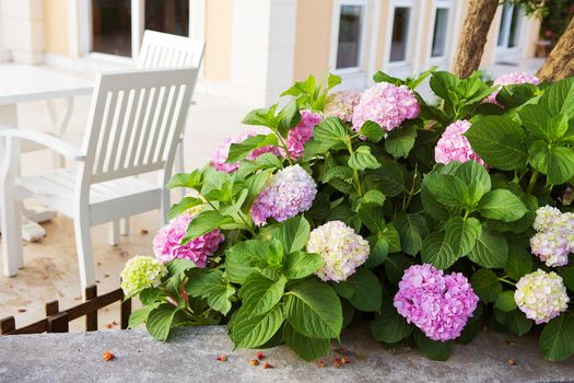 a beautiful pink and white hydrangea blossoms beside the courtyard. Turkey, Marmaris