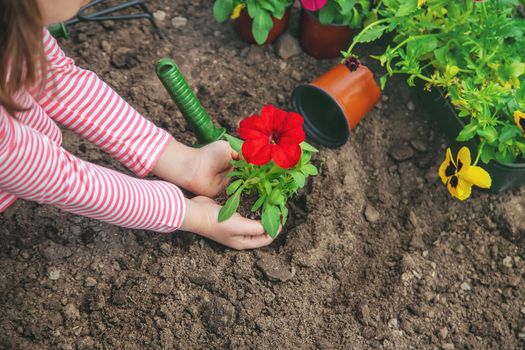 A child plants a flower garden. Selective focus. nature.