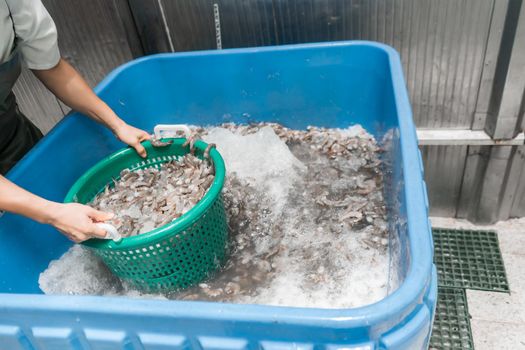 Latino Industrial Plant Operator Collecting Frozen Shrimp in a Metal Container in Chinandega Nicaragua