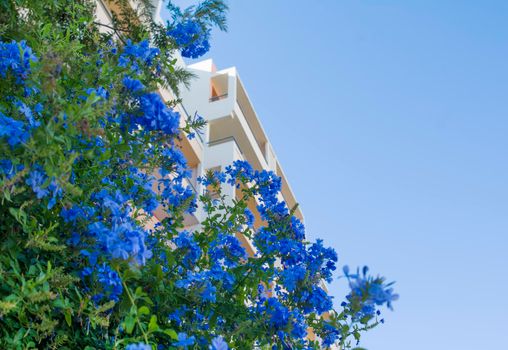 Plumbago, Cape plumbago, Plumbago auriculata, Cape leadwort, evergreen shrub often climbing with glossy green leaves and blue flowers in clusters