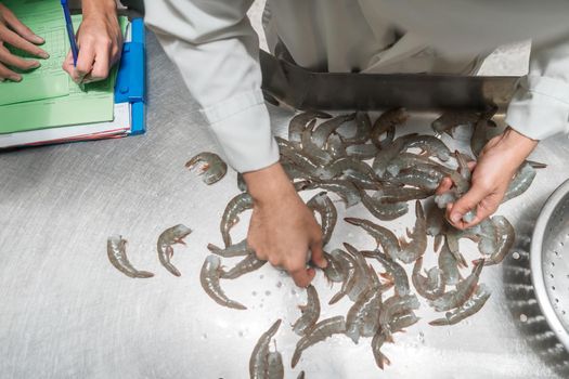Top view of two workers sorting shrimp by size at an industrial food plant in Chinandega Nicaragua
