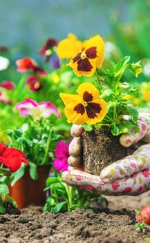 The gardener is planting a flower garden. Selective focus. nature.