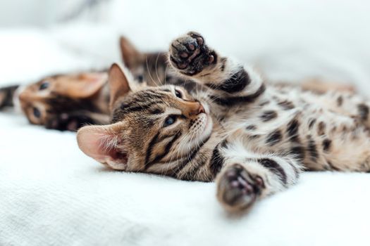 Cute bengal one month old kitten on the white fury blanket close-up.