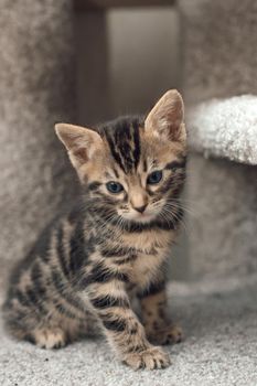 Young cute bengal kitten sitting on a soft cat's shelf of a cat's house indoors.