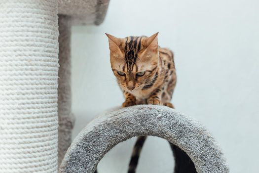 Young cute bengal cat laying on a soft cat's shelf of a cat's house indoors.